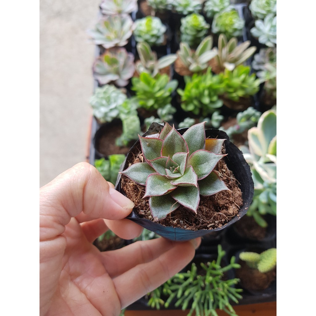 Sen đá hoa hồng đen Echeveria purpusorum cánh nhọn và cánh   (Đọc mô tả)