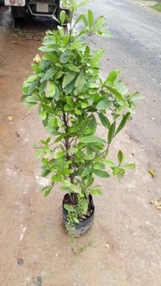 Cây thần kì