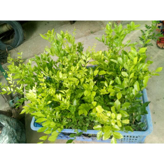 20 cây nguyệt quế con