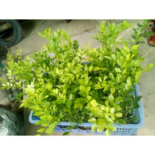 20 cây nguyệt quế con
