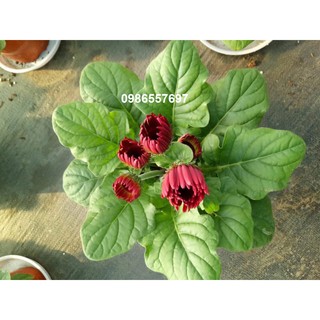 10 Cây giống hoa đồng tiền lùn