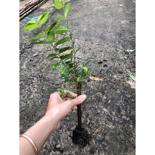 Combo 5 cây giống mai nu đen chiếu thủy Gò Công - nu mặt khỉ, rễ mạnh, giống chuẩn, boiboi.organic