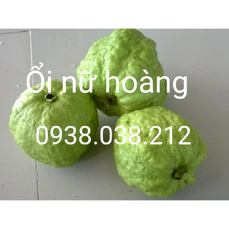 CÂY ỔI NỮ HOÀNG