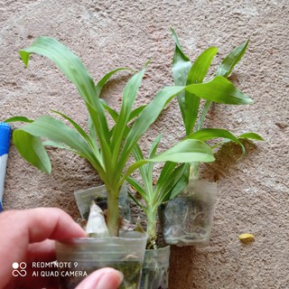 lan thiên nga cam cây giống