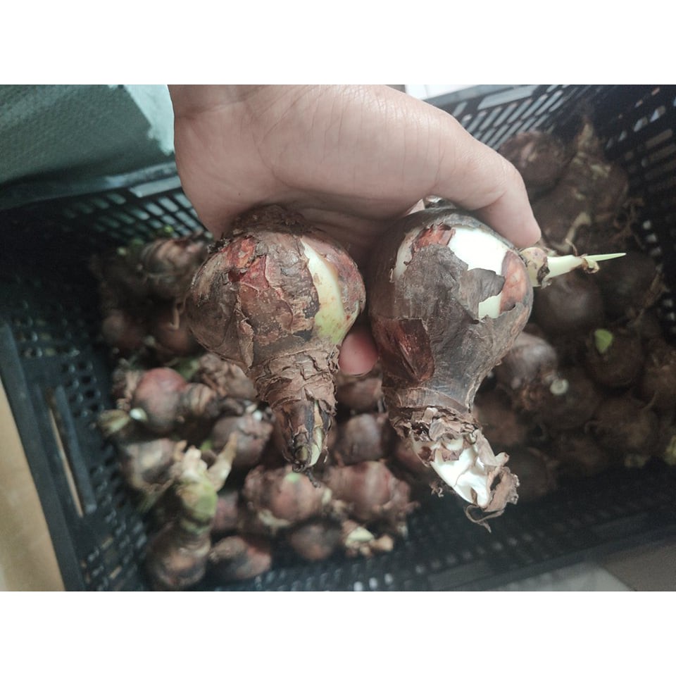 Củ hoa Huệ tây to đẹp