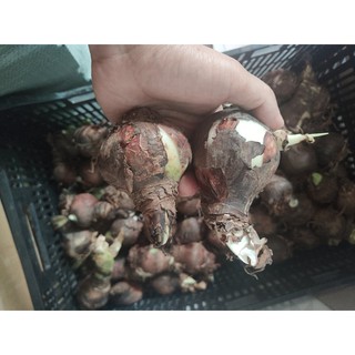 HCM hạt giống - củ giống hoa Huệ tây to đẹp