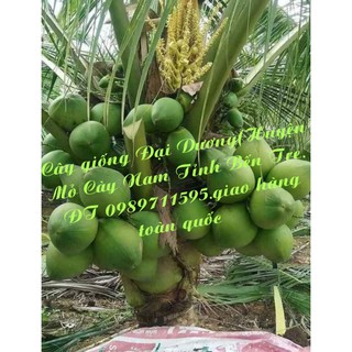 Dừa xiêm xanh lùn F1 chuẩn giống