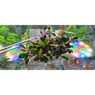 Vỉ inox ươm rêu - Vỉ buộc ráy, bucep