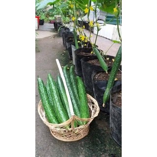 [HÀNG CHÍNH HÃNG] Hạt giống Dưa Chuột Nhật 15 Hạt