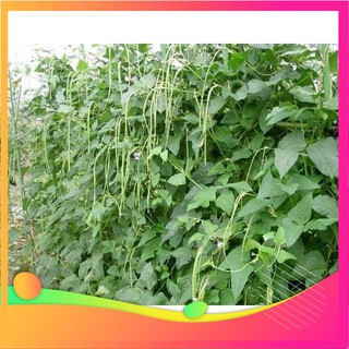 Hạt Giống Đậu Đũa - 10 Gram Hạt [ Tặng bộ dụng cụ làm vườn Mini 3 món ] VIETGAR