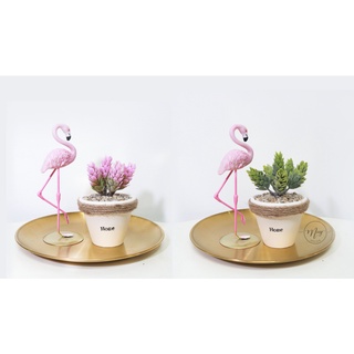 Chậu sen đá phấn 14 nhánh