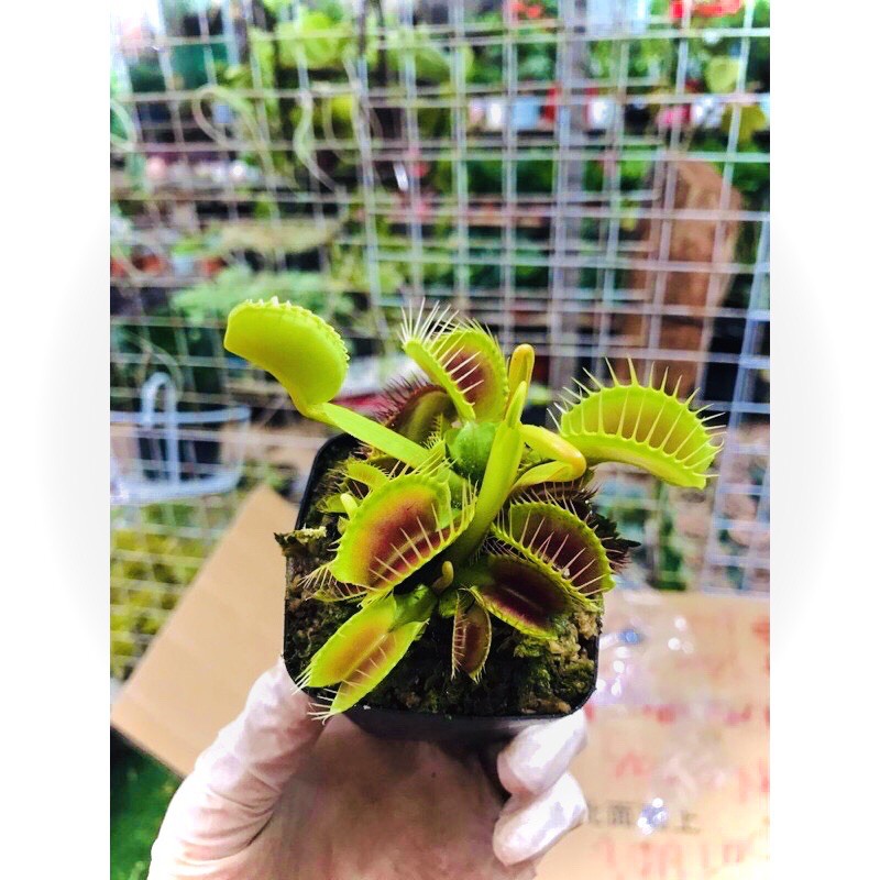 |FREESHIP| CÂY BẪY KẸP ĐỘC NHẤT VÔ NHỊ VENUS FLYTRAP | Lỗi 1 đổi 1