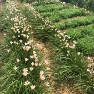 khóm củ Huệ mưa