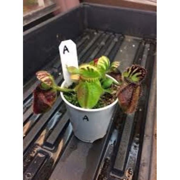 ấm đất bigboy, cephalotus bigboy