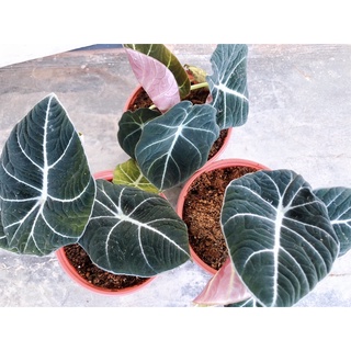 Cây Alocasia Black Velvet