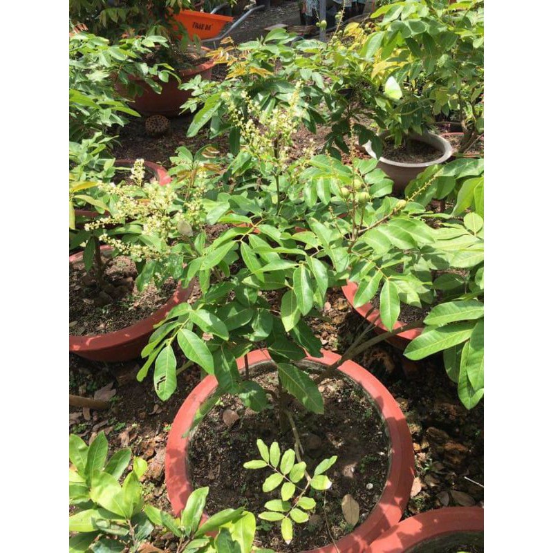 Nhãn Long đang trái