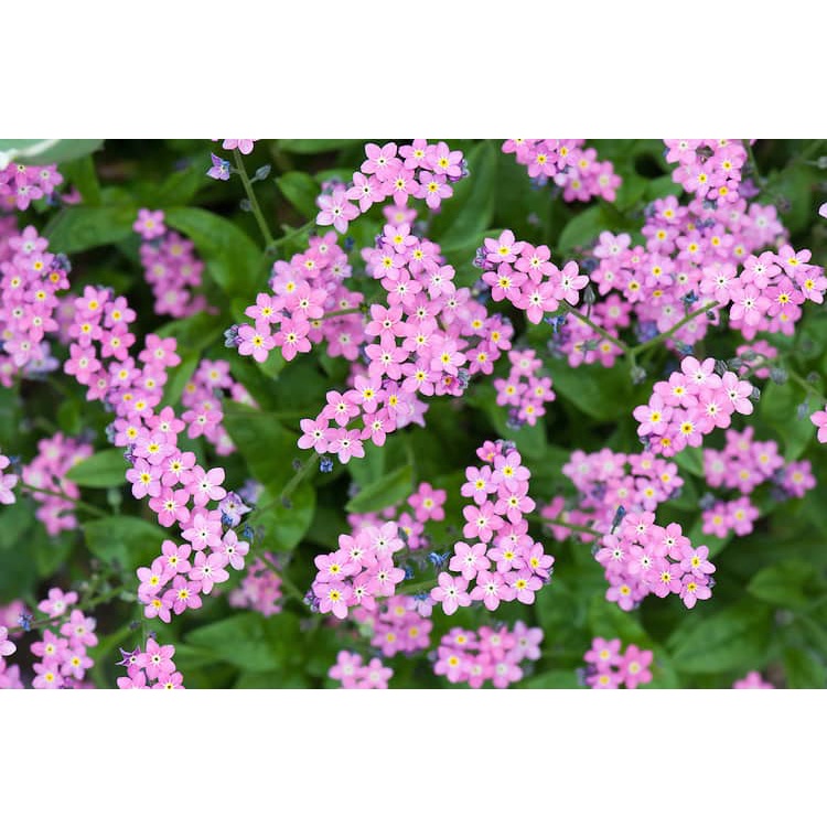 Hạt Giống Hoa Lưu Ly Forget Me Not Mix - SL: 100 HẠT