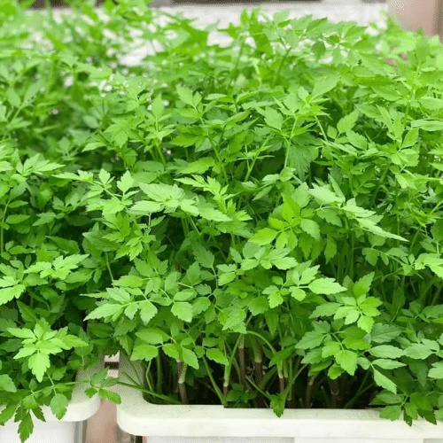 CHẬU CẦN NƯỚC siêu ngon nha Ship 30 phut. 200k tặng dịch trùn. KHO QUẬN 11, 7, 9, THỦ ĐỨC VÀ PHÚ NHUẬN)