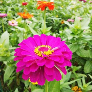 60 HẠT GIỐNG CÚC LÁ NHÁM - Rau củ quả trồng tại vườn, sân thượng, nông trang, ban công