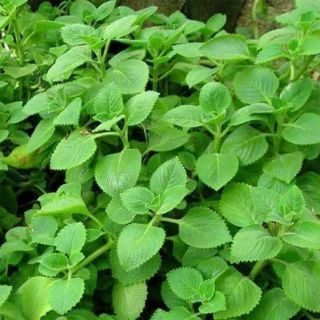 Bầu 3Cây húng chanh -tần lá dày