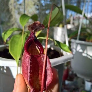 Hạt giống hoa nắp ấm 10 hạt