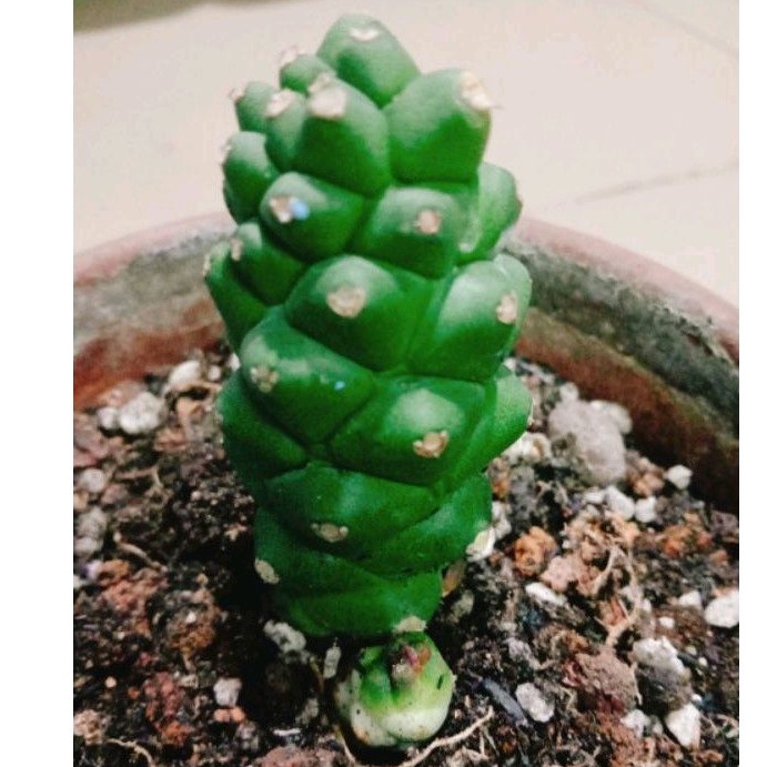 Xương rồng euphoria