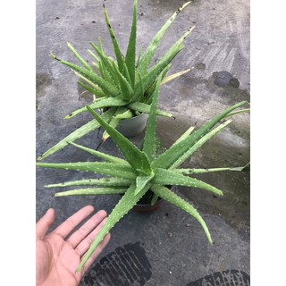 Cây nha đam trồng chậu
