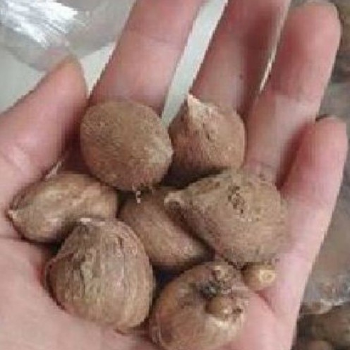 Combo 5 củ hoa lan nam phí - 5 màu - tặng kèm 5 viên nén ươm củ