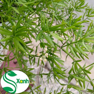 Chậu Treo Thiên Môn Đông