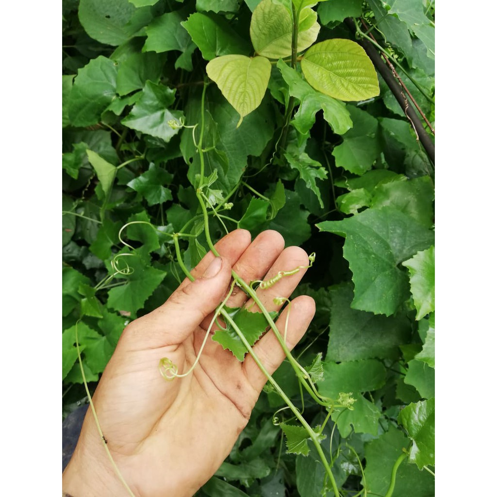 5 dây bình bát giống