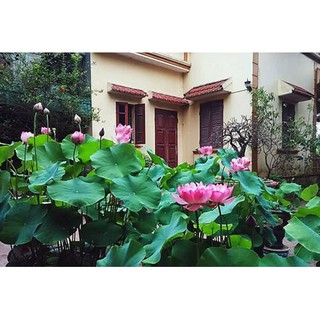 RẺ VÔ ĐỊCH - HẠT GIỐNG SEN CUNG ĐÌNH