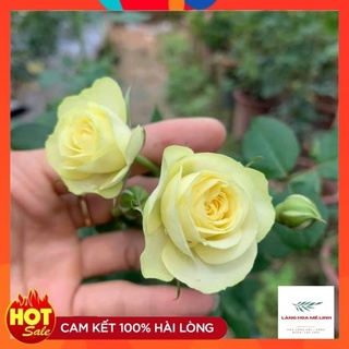 Hoa Hồng Bụi Creamy Eden[🌳Siêng Hoa🌳] màu Xanh Mơ Mộng, đầy thơ mộng và dịu êm đến vô cùng.
