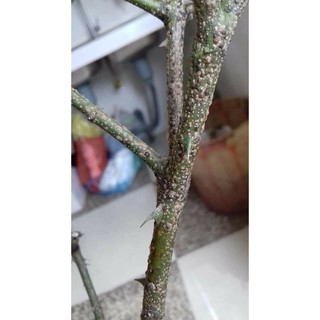 DR GREEN THUỐC TRỊ TRĨ RỆP SINH HỌC