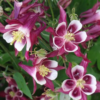 Hạt Giống Hoa Lan Chuông (Bồ Câu) 50 Hạt