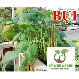 20gr Hạt Giống Đậu Cove Bụi Lùn (A1.203)  FAMILY
