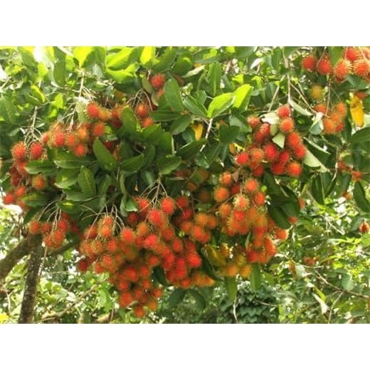 CÂY CHÔM CHÔM GIỐNG RUỘT VÀNG SIÊU SỚM CHUẨN f1