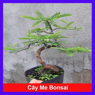 Cây Me Bonsai - cây cảnh bonsai