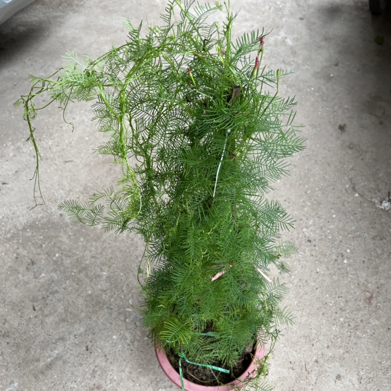 Cây hoa sao thân leo cao 70cm, cây hoa leo giàn trang trí sân vườn và ban công tạo bóng mát