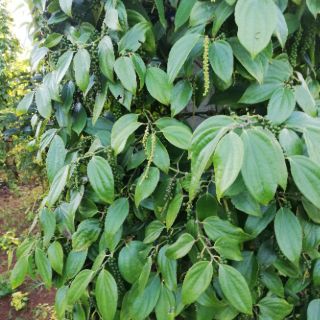 Hạt tiêu sạch Đăk Lăk 500g