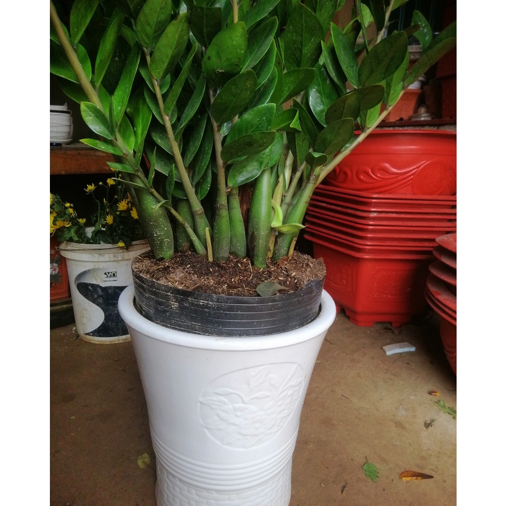 Cây Kim Tiền - Kim Phát Tài