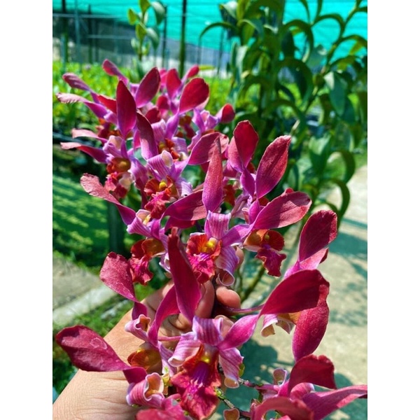 Hoa lan denro huyết long xưa