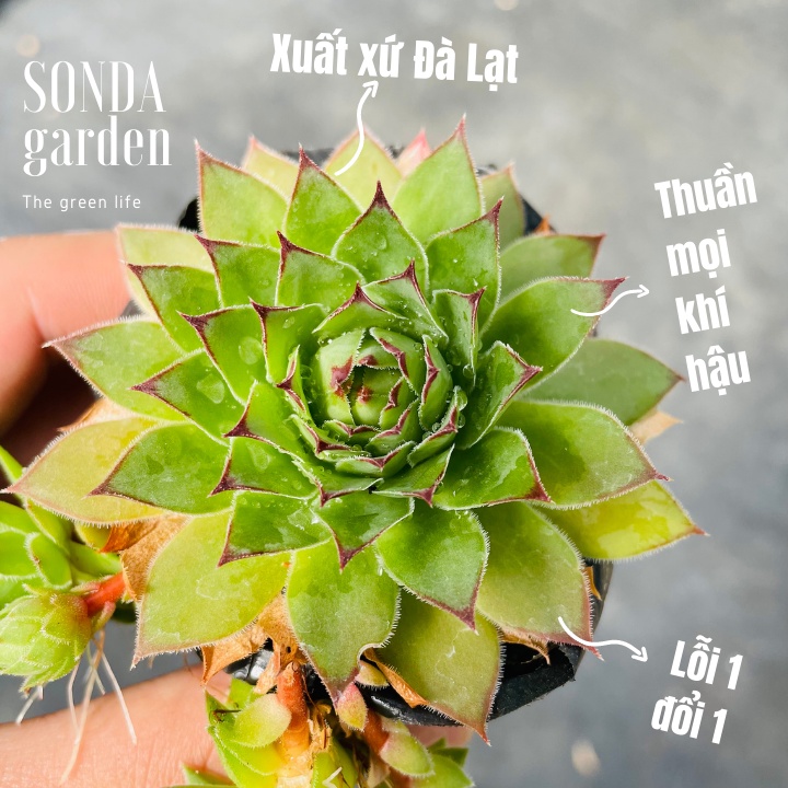 Sen đá phật bà SONDA GARDEN size bé 5-8cm, xuất xứ Đà Lạt, khoẻ đẹp, lỗi 1 đổi 1