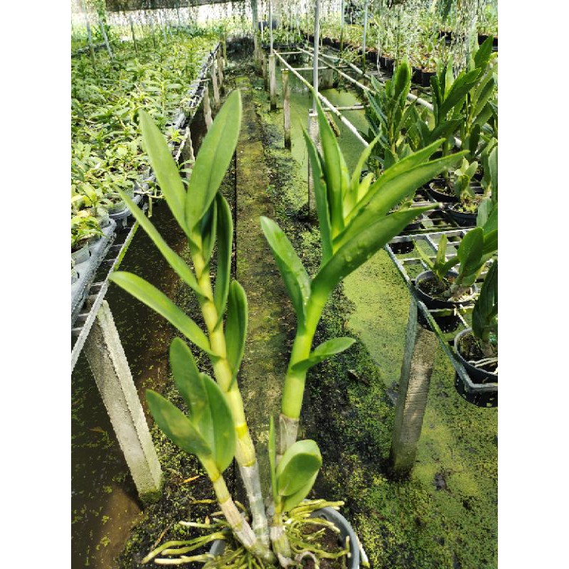 Dendro Nắng Rồng Xanh Cây Đẹp, Siêng Hoa