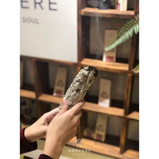 Noscere | Cây xô thơm trắng White Sage