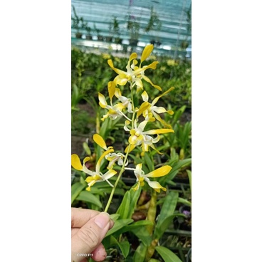 Denro nắng Banana hoa thơm cây tơ