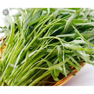 Hạt giống Rau Muống 50gram