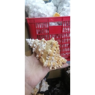 VỎ ỐC BIỂN. VỎ ỐC TÙ VÀ GAI SƯU TẬP, TRƯNG BẦY TRANG TRÍ NHÀ CỬA, HỒ CÁ, TIỂU CẢNH MÔ HÌNH