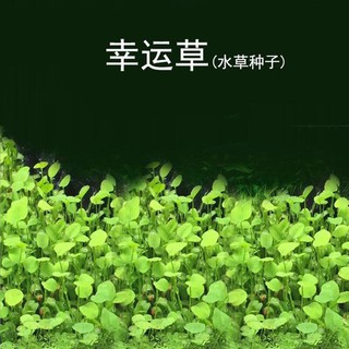 Hạt Giống Cỏ May Mắn, Cỏ Ba Lá Cho Hồ Cá Thủy Sinh