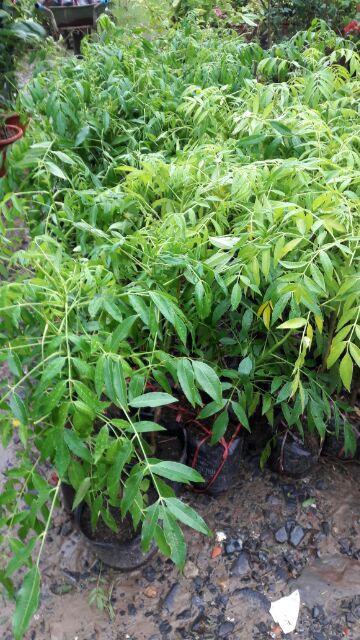 CÂY CÓC BAO TỬ THÁI LÙN