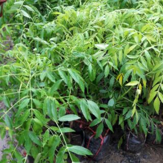 CÂY CÓC BAO TỬ THÁI LÙN ( CÂY TRƯỞNG THÀNH 40-80CM)